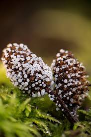 Attēlu rezultāti vaicājumam “Lachnum virgineum”