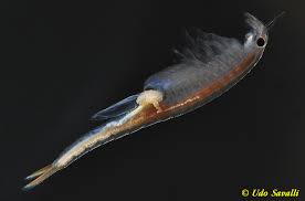 Attēlu rezultāti vaicājumam “Diderma crustaceum young”