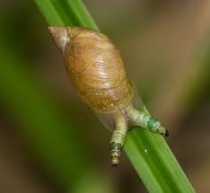 Attēlu rezultāti vaicājumam “Leucochloridium paradoxum larva”