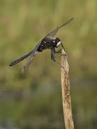 Attēlu rezultāti vaicājumam “Leucorrhinia rubicunda”
