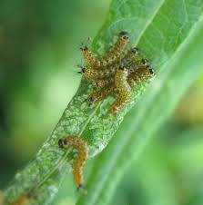 Attēlu rezultāti vaicājumam “Phalera bucephala imago”