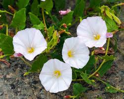 Attēlu rezultāti vaicājumam “Convolvulus arvensis”