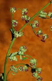Attēlu rezultāti vaicājumam “Chenopodium acerifolium flower”