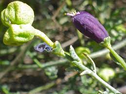 Attēlu rezultāti vaicājumam “Libanotis montana flower”