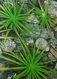 Attēlu rezultāti vaicājumam “Isoetes lacustris leaf”