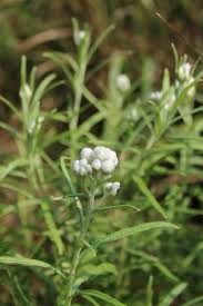 Attēlu rezultāti vaicājumam “Anaphalis margaritacea leaf”