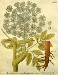 Attēlu rezultāti vaicājumam “Angelica archangelica fruit”