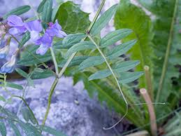 Attēlu rezultāti vaicājumam “Vicia”
