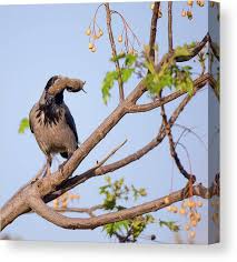 Attēlu rezultāti vaicājumam “Corvus cornix juvenile”