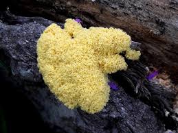 Attēlu rezultāti vaicājumam “Physaraceae”