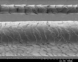 Image result for human hair microscope image