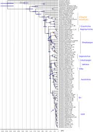 Attēlu rezultāti vaicājumam “Rhabdoweisia fugax sporophyte”