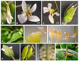 Attēlu rezultāti vaicājumam “Viola riviniana fruit”