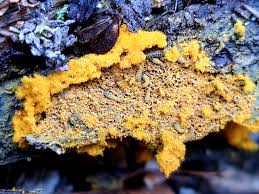 Attēlu rezultāti vaicājumam “Trichia, Hemitrichia sp.”