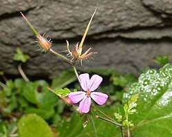 Attēlu rezultāti vaicājumam “Geranium robertianum leaf”