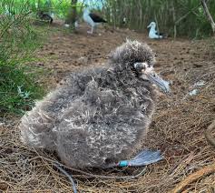 Image result for albatross dead chick