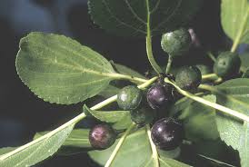 Attēlu rezultāti vaicājumam “Rhamnus cathartica fruit”
