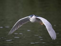 Attēlu rezultāti vaicājumam “Nycticorax nycticorax”