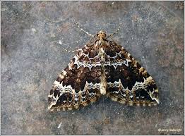 Attēlu rezultāti vaicājumam “Lampropteryx suffumata”