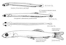 Image result for Clupea pallasii