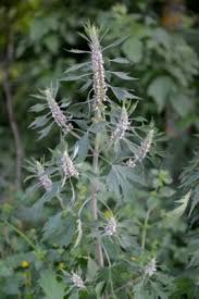 Attēlu rezultāti vaicājumam “Leonurus quinquelobatus”