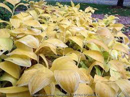 Attēlu rezultāti vaicājumam “Polygonatum odoratum”