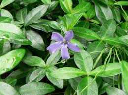 Attēlu rezultāti vaicājumam “Vinca minor leaf”