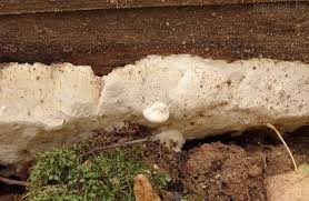 Attēlu rezultāti vaicājumam “Perenniporia medulla-panis”