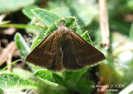 Attēlu rezultāti vaicājumam “Phytometra viridaria”