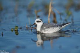 Attēlu rezultāti vaicājumam “Phalaropus fulicarius adult”