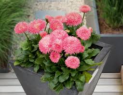 Image result for Bellis perennis
