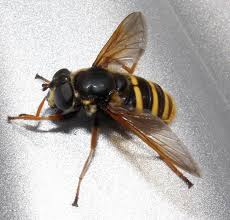 Attēlu rezultāti vaicājumam “Sericomyia silentis”