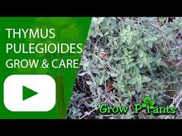 Attēlu rezultāti vaicājumam “Thymus pulegioides leaf”