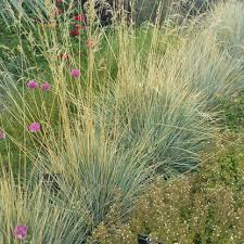 Attēlu rezultāti vaicājumam “Helictotrichon pratense”