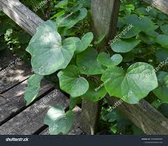 Attēlu rezultāti vaicājumam “Menispermum dauricum leaf”