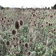 Attēlu rezultāti vaicājumam “Dipsacus fullonum fruit”