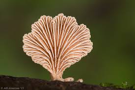 Attēlu rezultāti vaicājumam “Schizophyllum commune”