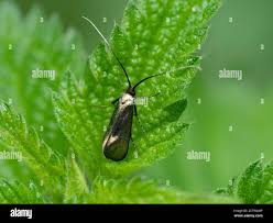 Attēlu rezultāti vaicājumam “Nemophora metallica”