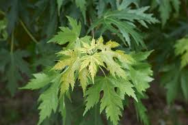 Attēlu rezultāti vaicājumam “Acer saccharinum”