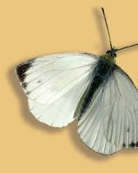 Attēlu rezultāti vaicājumam “Euphydrias aurinia upperside”