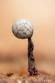 Attēlu rezultāti vaicājumam “Cribraria piriformis macro”