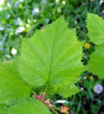 Attēlu rezultāti vaicājumam “Crataegus x macrocarpa leaf”