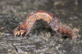 Attēlu rezultāti vaicājumam “Selenia dentaria larva”