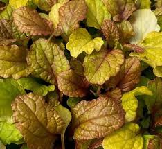 Attēlu rezultāti vaicājumam “Ajuga genevensis leaf”