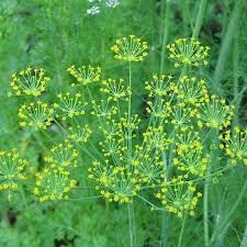 Attēlu rezultāti vaicājumam “Anethum graveolens”