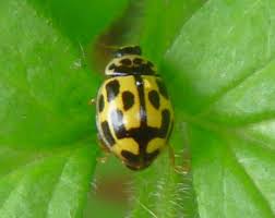 Attēlu rezultāti vaicājumam “Propylea quatuordecimpunctata”