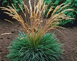 Attēlu rezultāti vaicājumam “Koeleria glauca leaf”