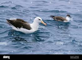 Image result for Thalassarche melanophris