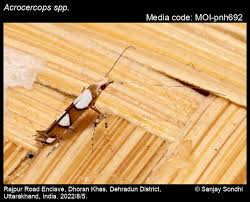 Attēlu rezultāti vaicājumam “Gracillariidae”