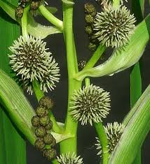 Attēlu rezultāti vaicājumam “Sparganium neglectum fruit”